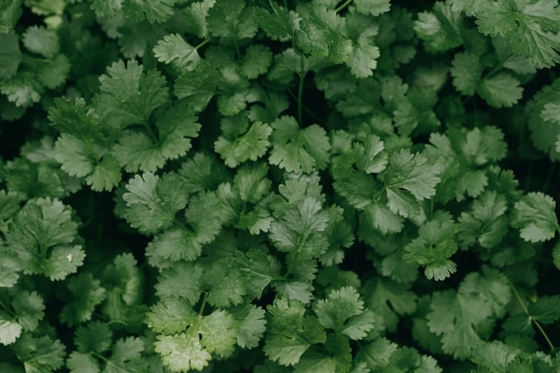 Coriander Leaves