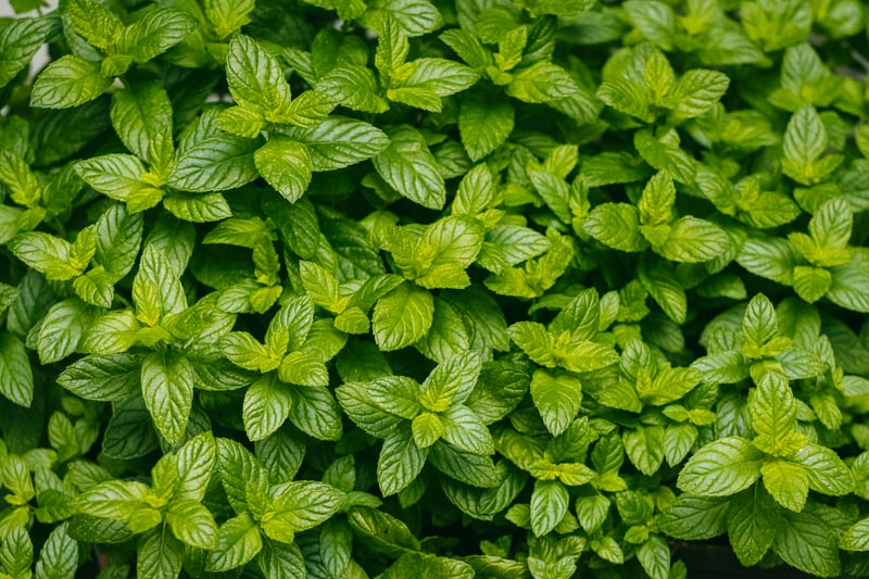 Mint Leaf