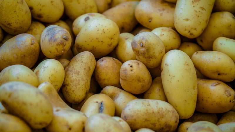 Potato