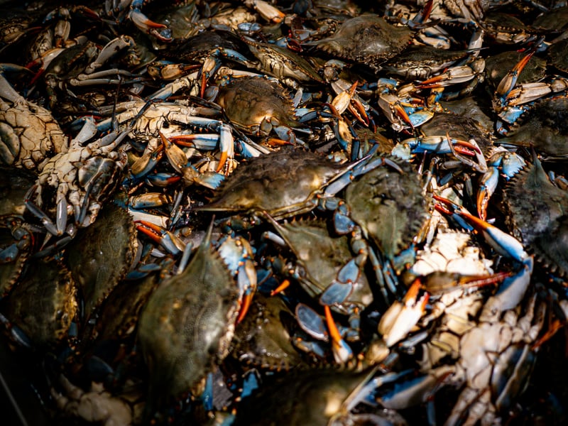 Crab