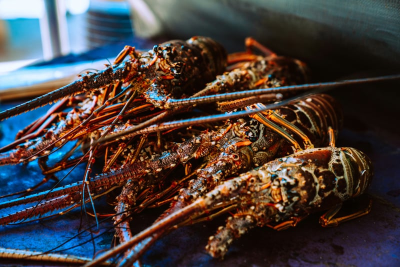Lobster
